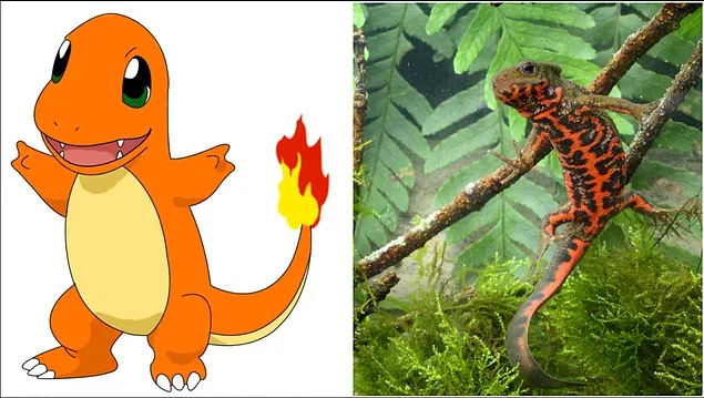 Charmander - Japanese Red Belly Salamander or Cynops (Fire belly newts)
