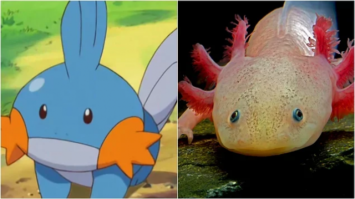 13 Pokémon And Their Real-life Counterparts (You Won't Believe)
