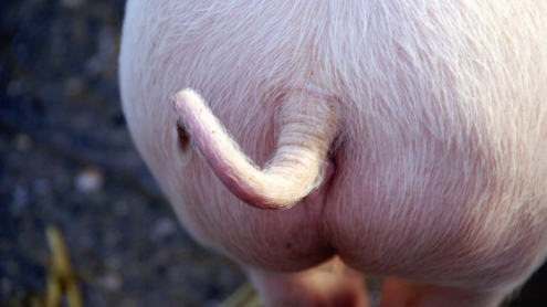Pigs and Rodents Can Breathe Through Their Butt. What about Humans?
